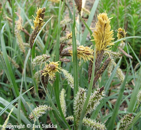 Carex flacca